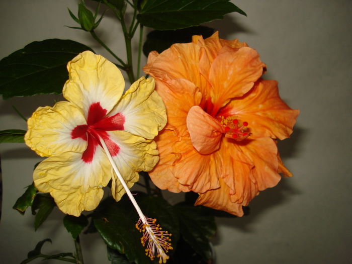 DSC05012 - SEMINTE HIBISCUS