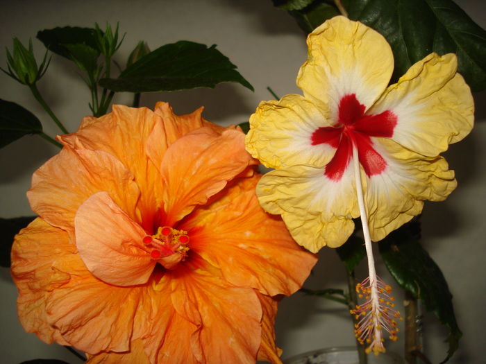 DSC05007 - SEMINTE HIBISCUS