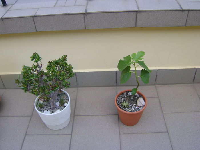 Ficus carica(smochin) & Crassula ovata cv Gollum - r Vara 2016-2017-2018-2019