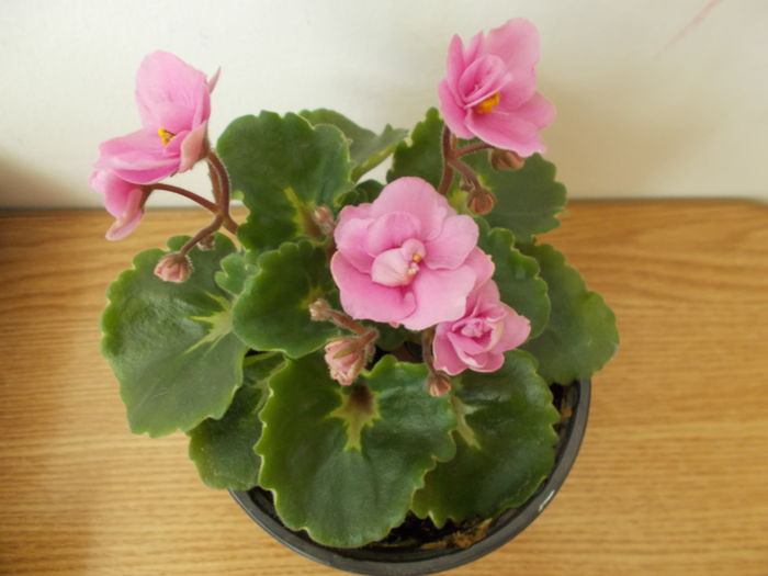 ??? - 0 Zambetul florilor