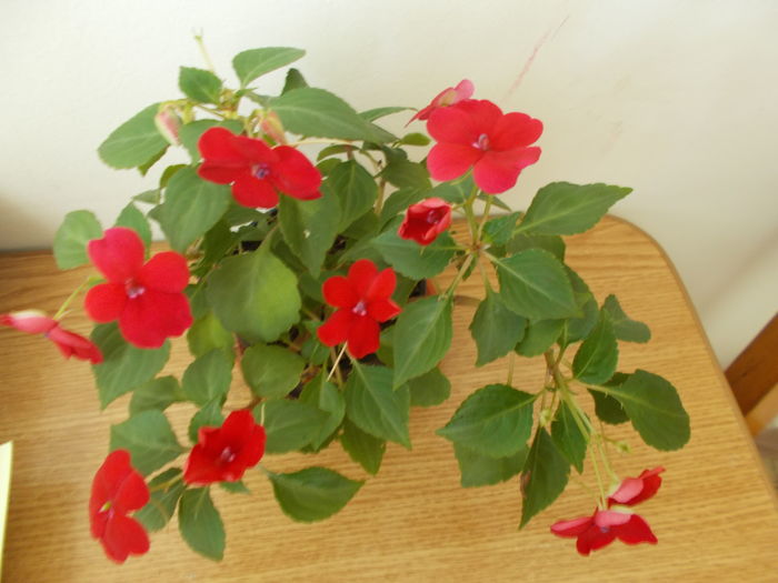  - 0 Zambetul florilor