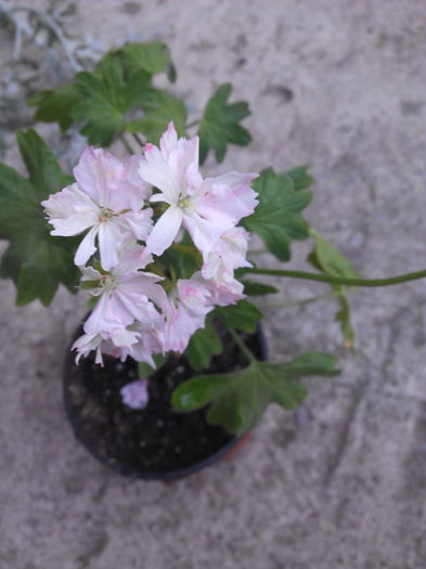 IMG_20160607_185458 - Muscatele mele frumoase 2016