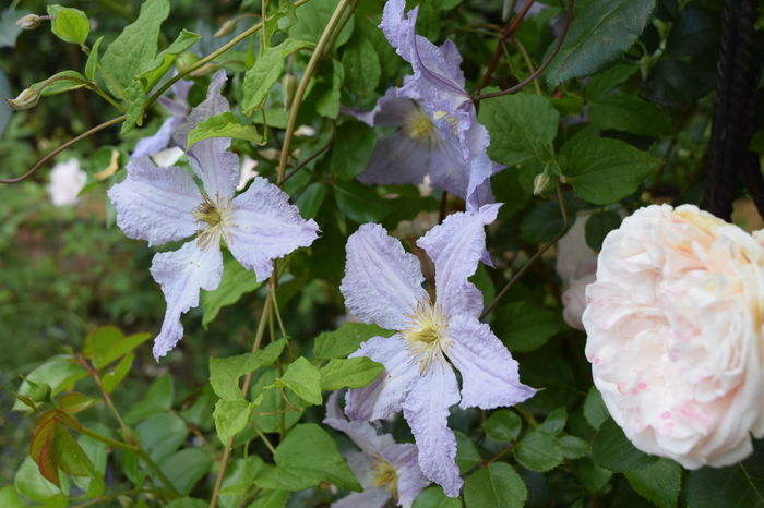 Blue Angel - 2016 Trandafiri_Iunie