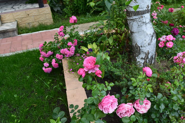 Palmgarten si Leonardo - 2016 Trandafiri_Iunie