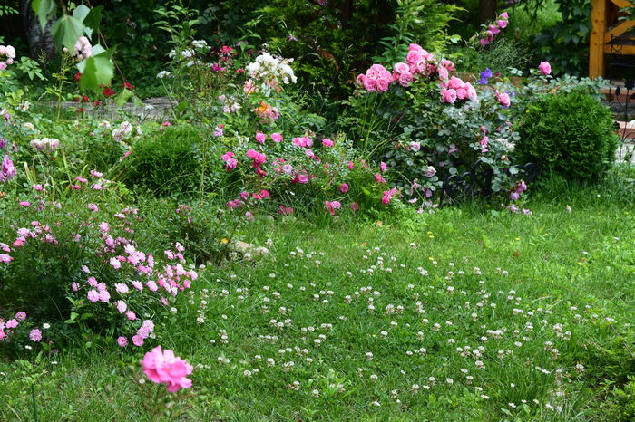 Easy Cover , Knirp si Leonardo - 2016 Trandafiri_Iunie