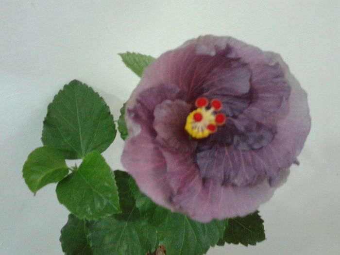 PURPLE  BAYOU - HIBISCUS 2016