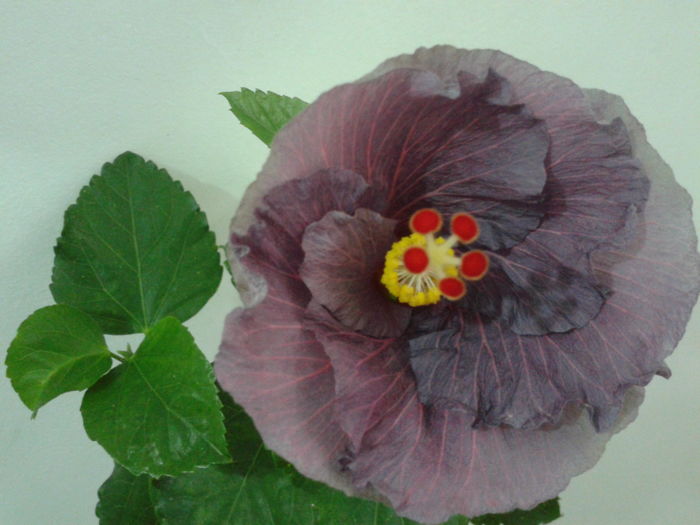 Fotografie0627 - HIBISCUS 2016