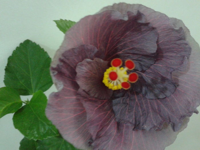 Fotografie0626 - HIBISCUS 2016