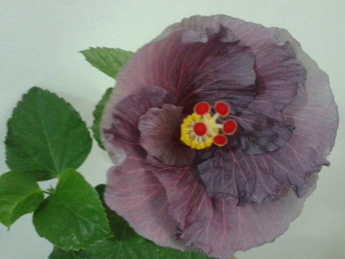 Fotografie0625 - HIBISCUS 2016