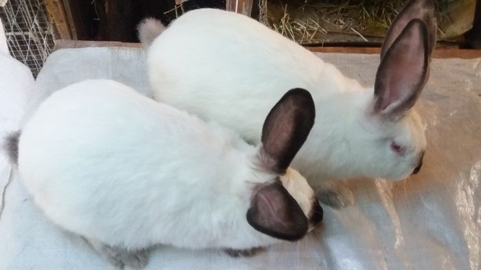 fem californian si hibrid satin californian; Productie proprie
