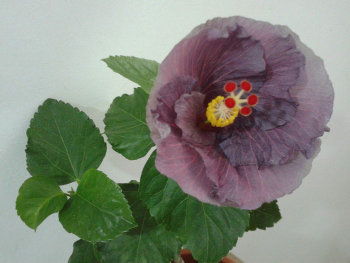 Fotografie0624 - HIBISCUS 2016