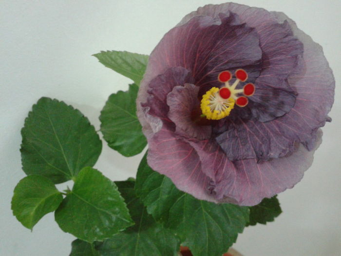 Fotografie0623 - HIBISCUS 2016