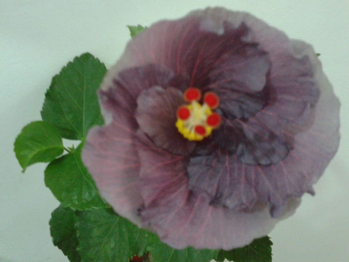 Fotografie0622 - HIBISCUS 2016