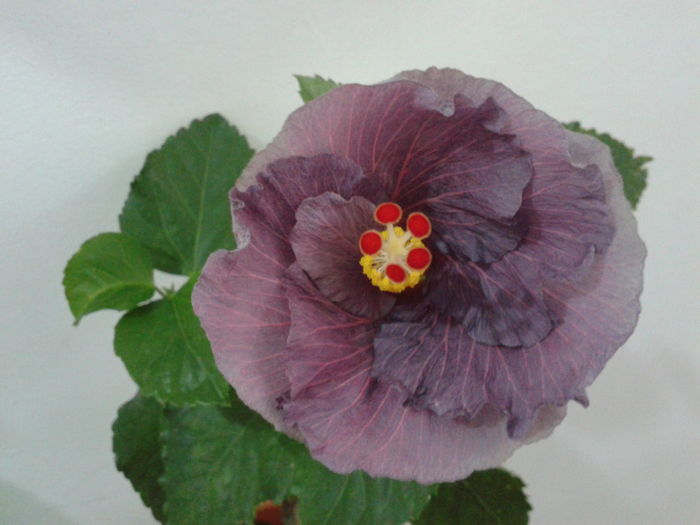 Fotografie0621 - HIBISCUS 2016