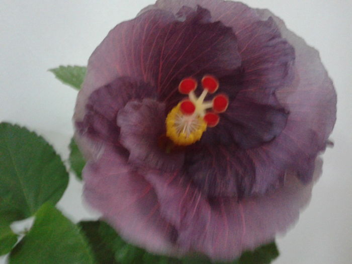 Fotografie0619 - HIBISCUS 2016