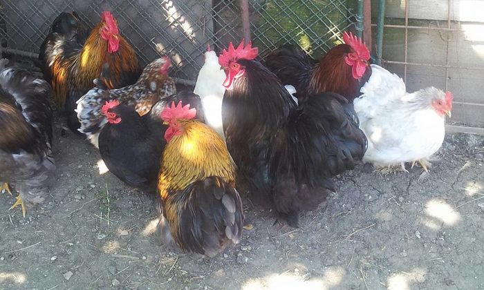 13417704_1257246691015099_5186966700604491168_n