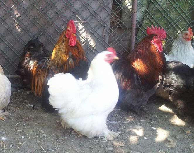 13423880_1257246247681810_7694913745396269039_n