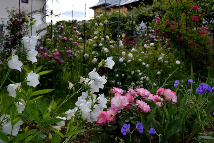 Campanula perscifolia alba - 2016 Idilic garden_Inceputuri