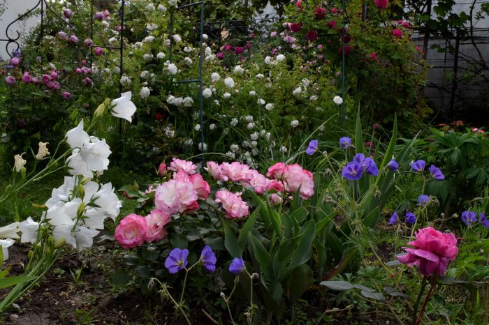 Campanula si Geranium Eureka Blue - 2016 Idilic garden_Inceputuri