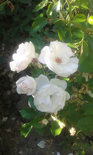 Jacqueline du Pre