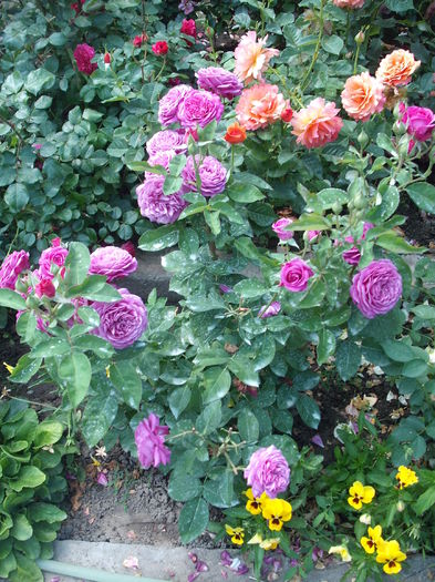 DSCF6273