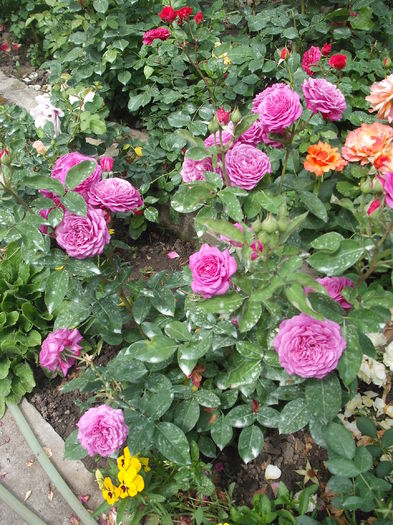 DSCF6473