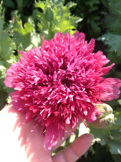 image - floricelele mele