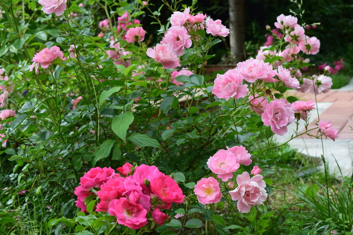 Heidetraum si Summerwind