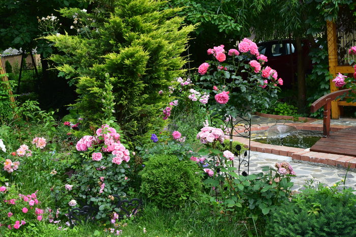 Leonardo si Rosarium - 2016 Trandafiri_Iunie
