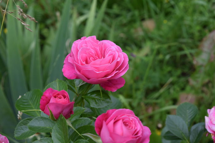 Gemma - 2016 Trandafiri_Iunie