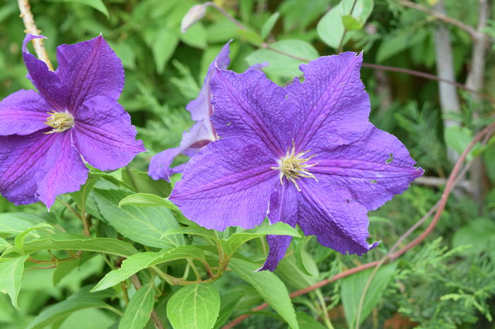 Clematis Jackmanii ...cred - 2016 Trandafiri_Iunie