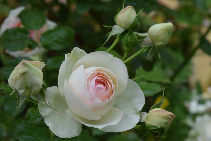 Eden Rose - 2016 Trandafiri_Iunie