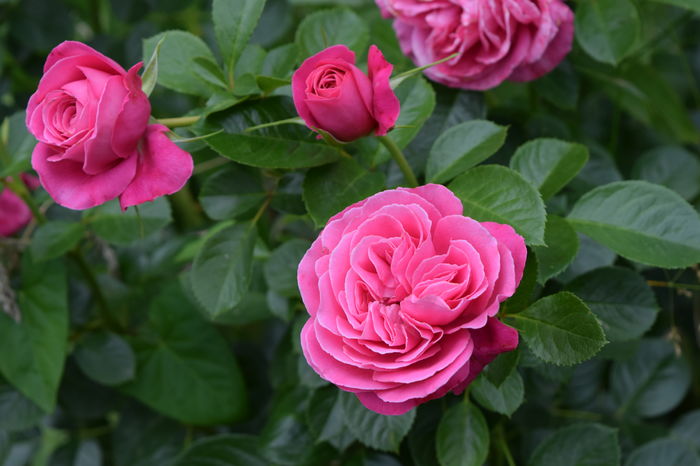 Gemma - 2016 Trandafiri_Iunie