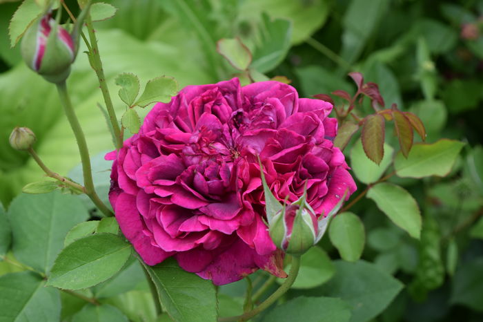 Dimov 71 - 2016 Trandafiri_Iunie