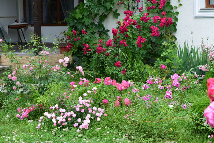 Easy Cover - 2016 Trandafiri_Iunie