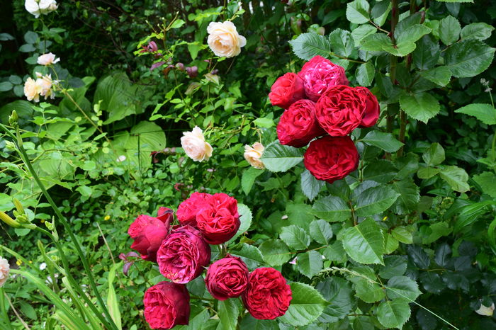 Piano - 2016 Trandafiri_Iunie