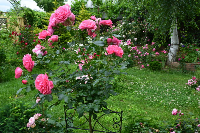 Rosarium - 2016 Trandafiri_Iunie