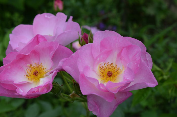 Escapade - 2016 Trandafiri_Iunie