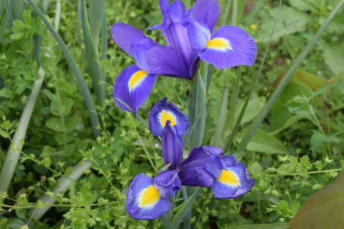 Iris Blue MAgic - 2016 Trandafiri_Iunie