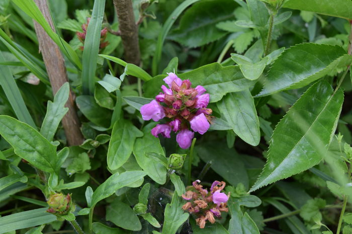 Prunella Bella Rose - 2016 Trandafiri_Iunie