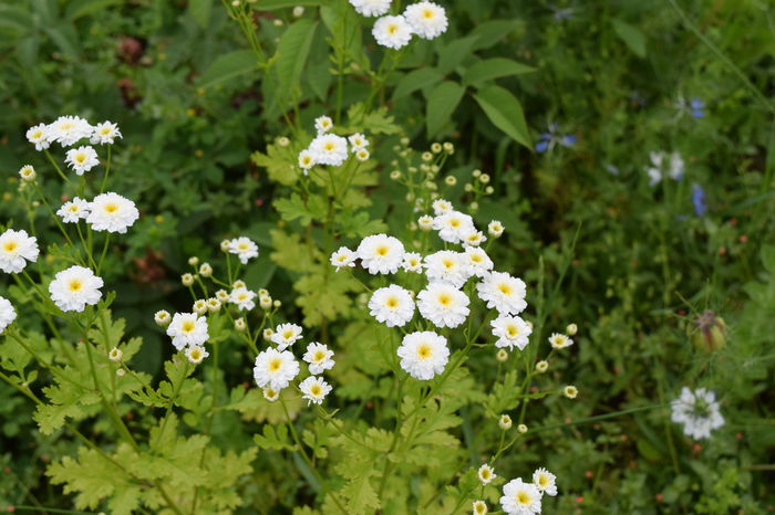 Tanacetum - 2016 Trandafiri_Iunie