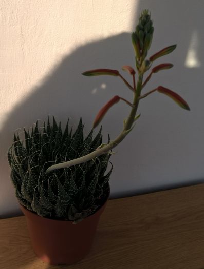 Aloe aristata - Aloe