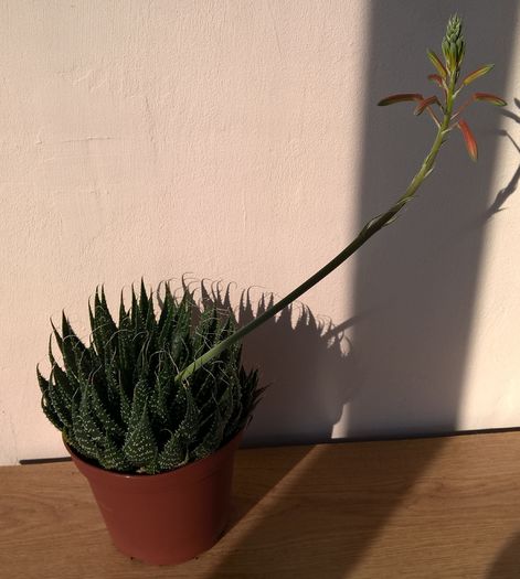 Aloe aristata - Aloe
