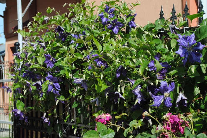 clematis Tie Dye
