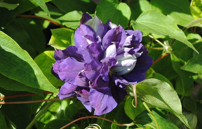 clematis Kiri te Kanawa