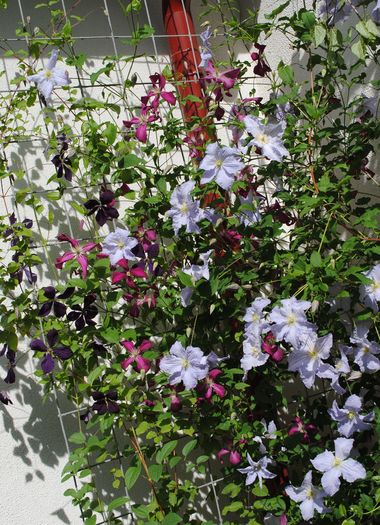 clematis(mme julia correvon+ Negritjanka