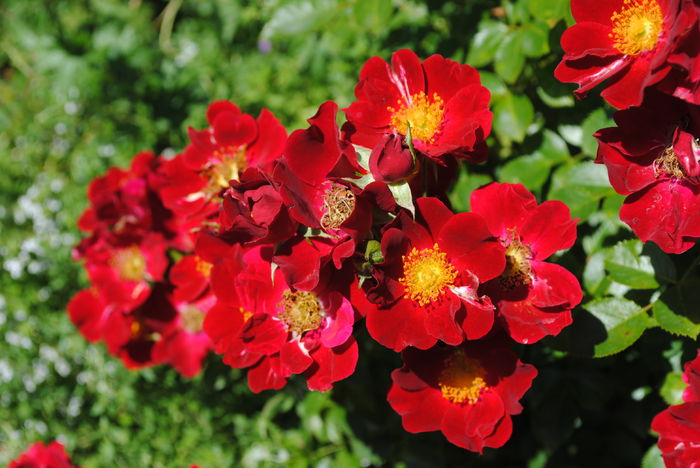 Bienenweide Rot - 2016 trandafiri III