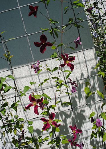 clematis Vitiwester