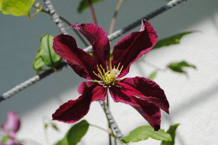 clematis Vitiwester