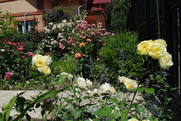 golden border(comtesse du barry) - 2016 trandafiri III